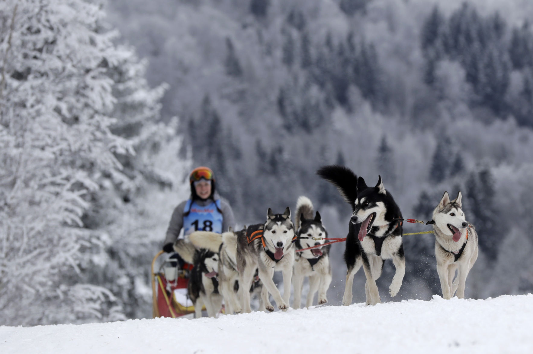Czech Republic Dog Sled Race